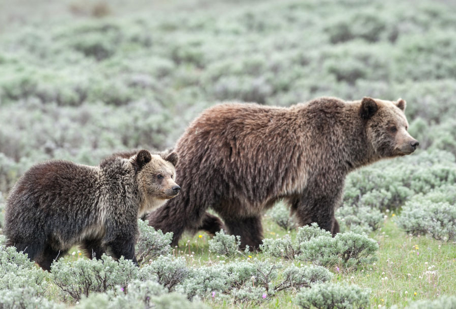 Grizzly Sow Cub in Sage
