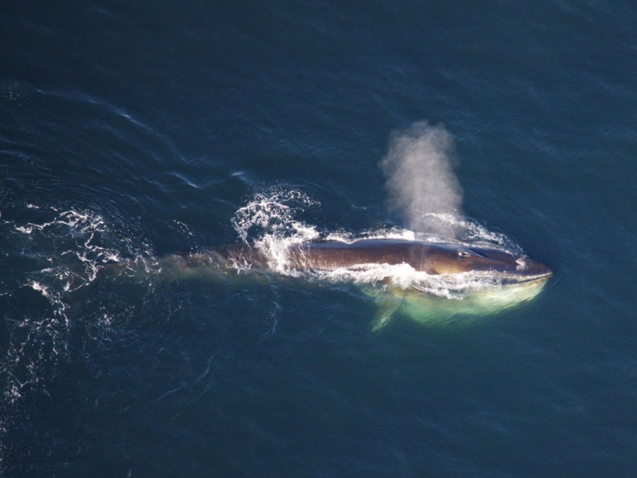 Fin-whale.-Photo-credit-NOAA3