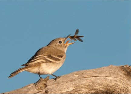 Southwestern-Willow-Flycatcher