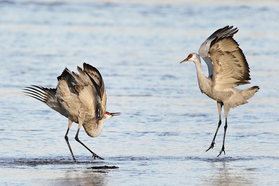 05-sandhill-cranes-flight