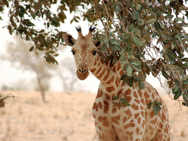 giraffe_koure_niger_2006