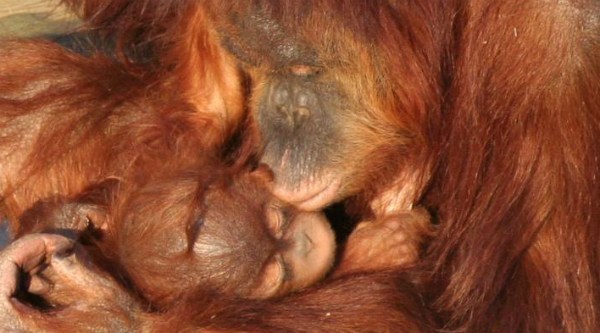 orangotango-1