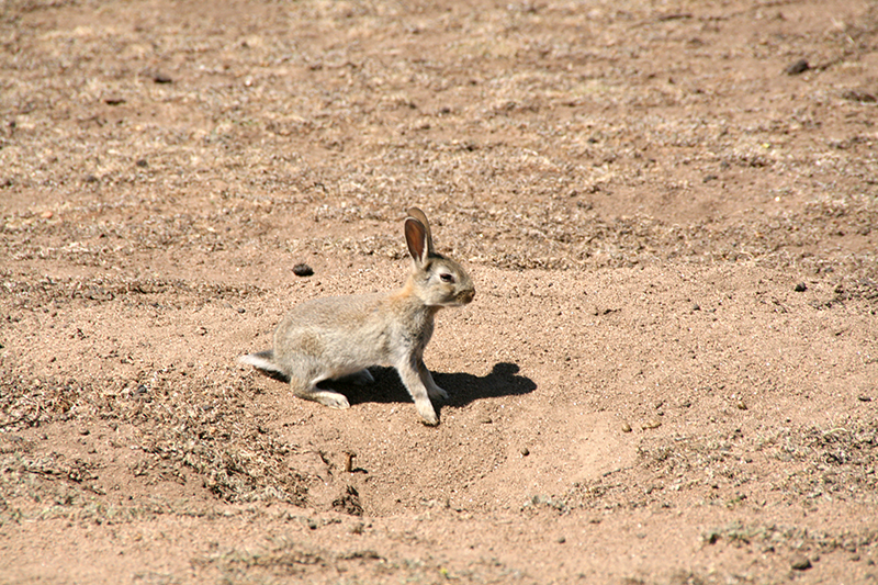 rabbitAZ3_800