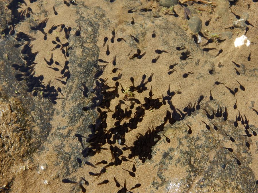 Foothill-yellow-legged-frog-tadpoles-by-Peter-Baye