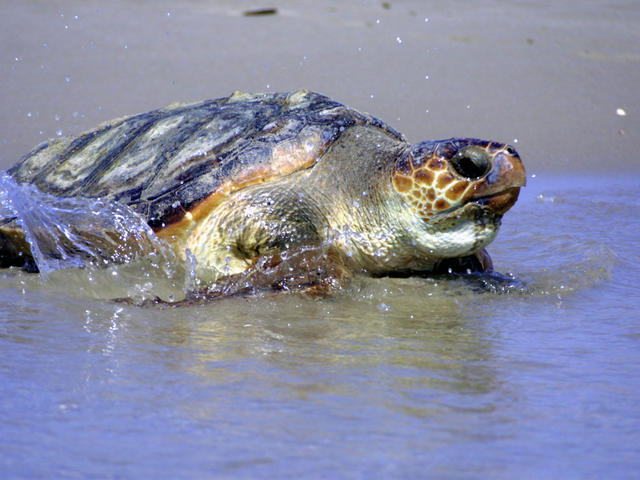 MID_110648loggerhead-hero