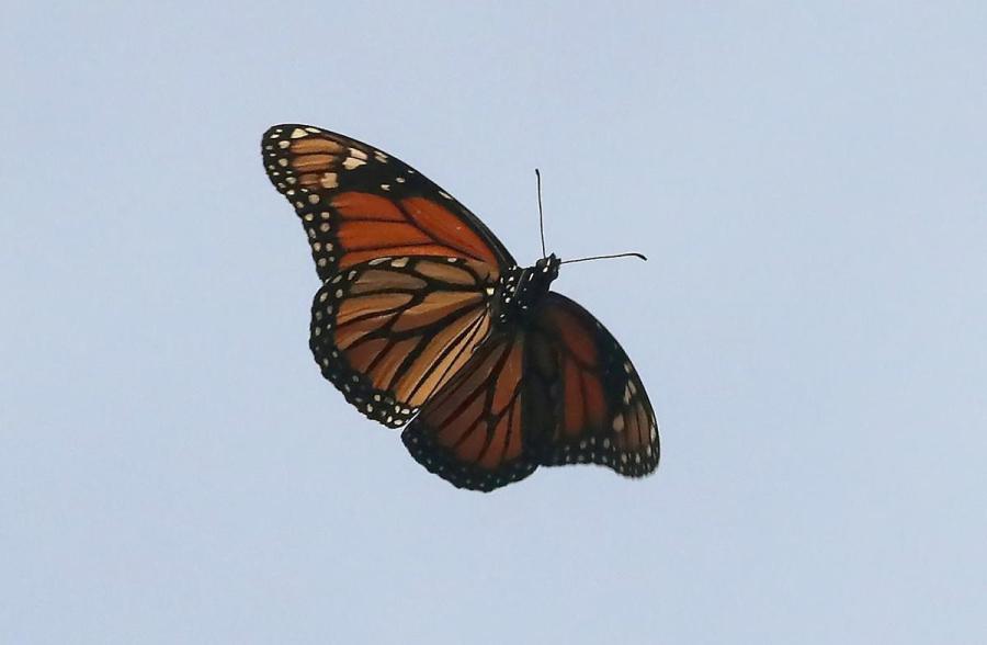 monarch