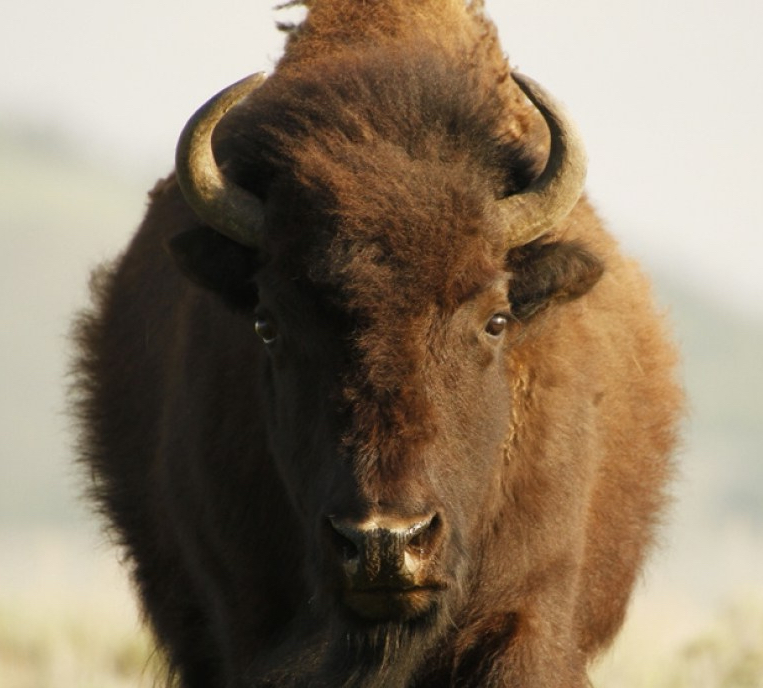 bison_kate-garibaldi_4_image6 (1)