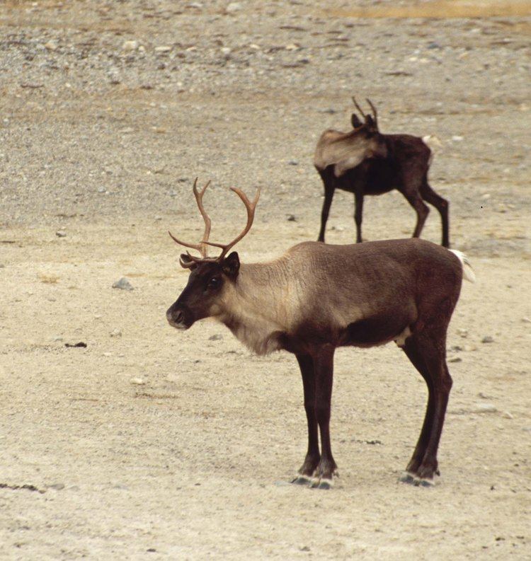 boreal-woodland-caribou-c4d652dd-5af2-4616-967c-6f74d85df95-resize-750