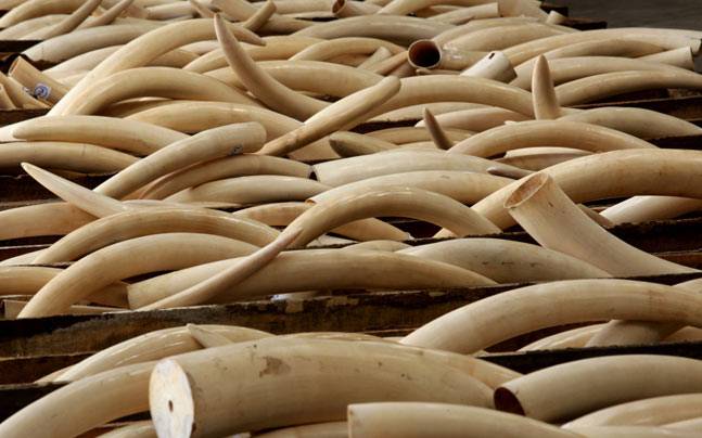 ivory_647_101315045916