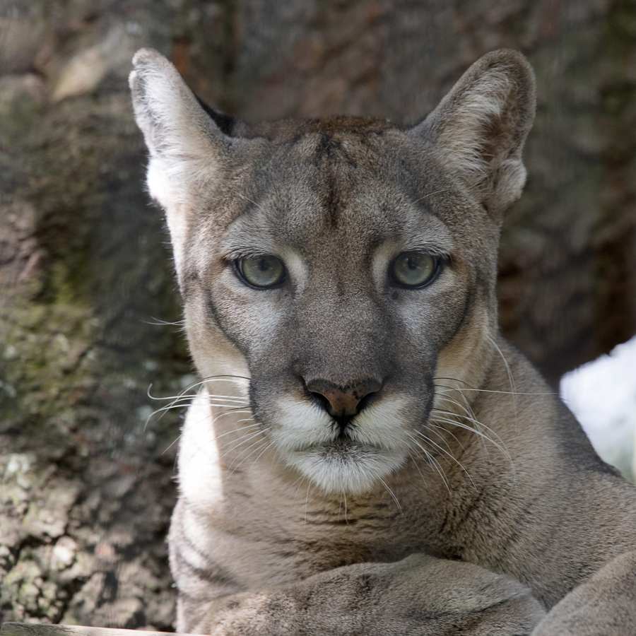 Florida-panther-2