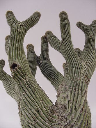 Saguaro_Unusual