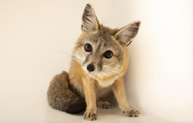 Found in San Joaquin Valley by a wildlife biologist who was studying the population. It had a broken leg and had separated himself from the group. This zoo rescues and rehabilitates injured and orphaned wildlife.