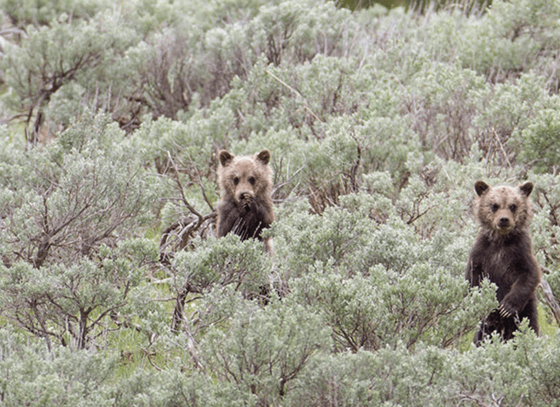 Screen Shot 2020-01-20 at 2.09.59 AM