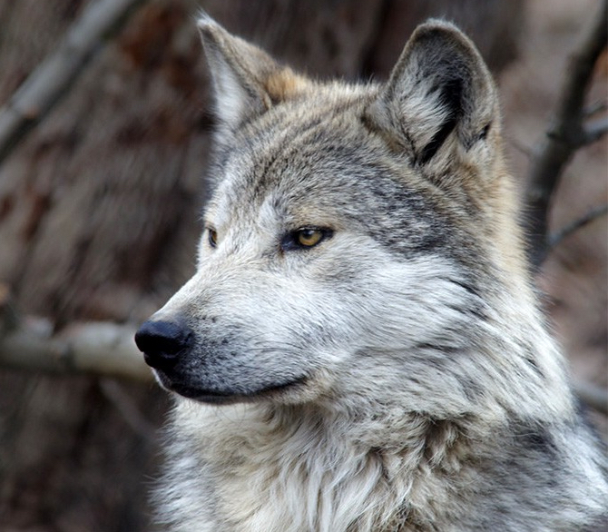 mexican-gray-wolf_don-burkett-800