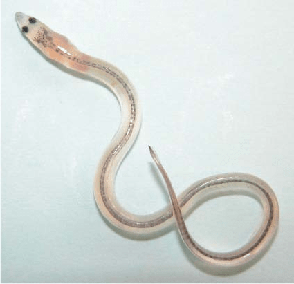 Anguilla-anguilla-Glass-eel-70-mm-TL-Photo-Hakan-Wickstroem