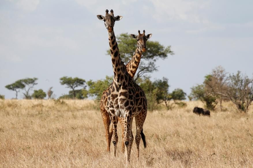World-Earth-Day-GIRAFFES