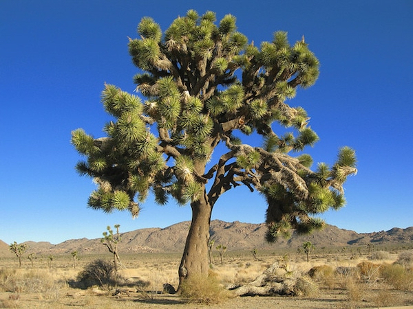 elmer-joshua-tree