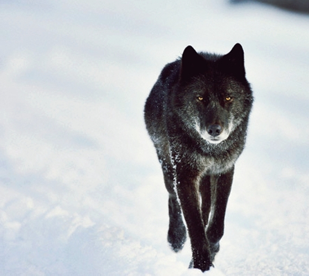 956575_1_wolf_standard